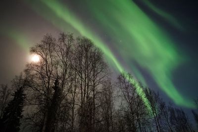 Low angle view of trees against sky at night