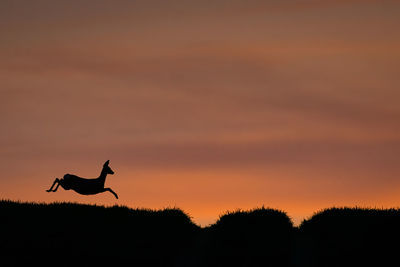 Silhouette of bird against sky at sunset