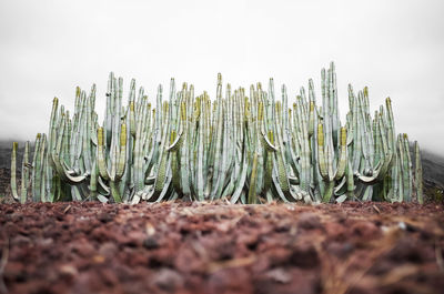 Close-up of plants growing on field against sky