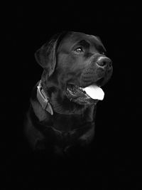 Close-up of dog looking away against black background