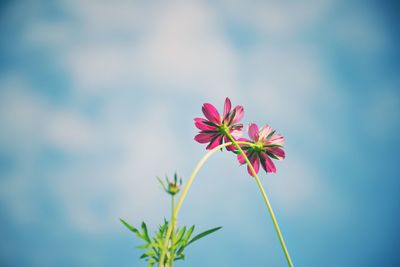 Close-up of pink flowering plant