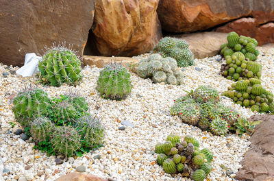 High angle view of cactus plants growing on rocks