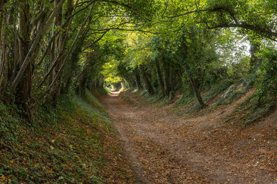 Tree tunnel during autumn with old track path