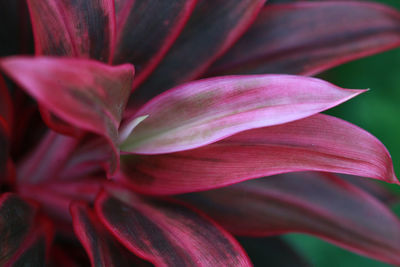 Close-up of pink rose flower