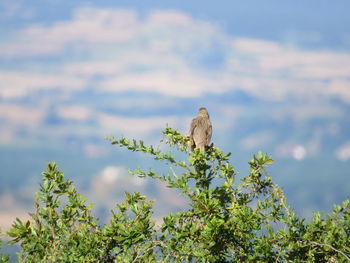 Bird perching on a tree