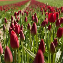 Close-up of red tulips in field