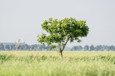 Tree on field against clear sky