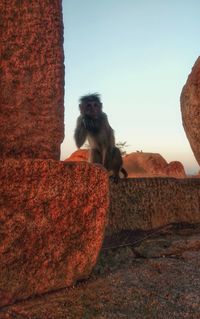 Low angle view of monkey on rock against clear sky