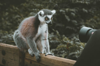 Man photographing lemur with camera