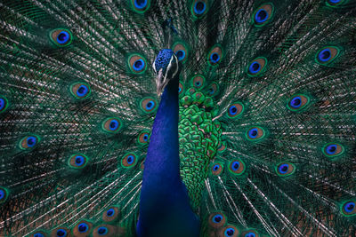 Close-up of peacock