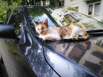 Cat sleeping on car hood against building