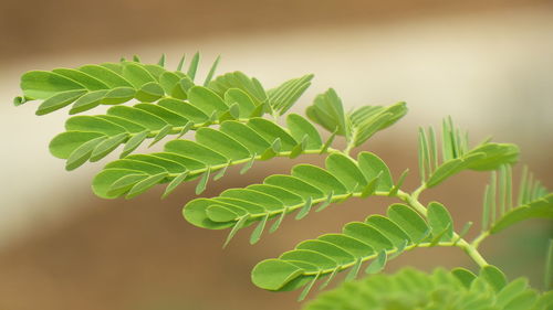 Close-up of fern leaves