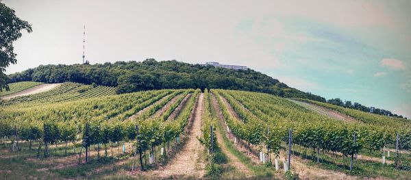 Scenic view of agricultural field against sky