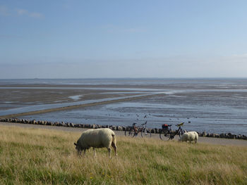 Sheep in a sea