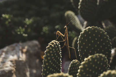 Close-up of grasshopper on cactus 