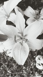 Close-up of wet flower blooming outdoors