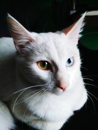 Close-up portrait of cat