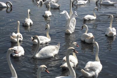 Swans and ducks swimming in lake