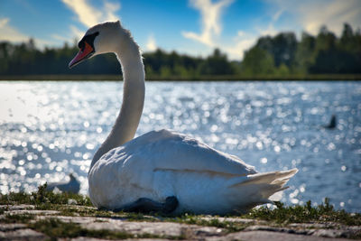 Close-up of swan in lake