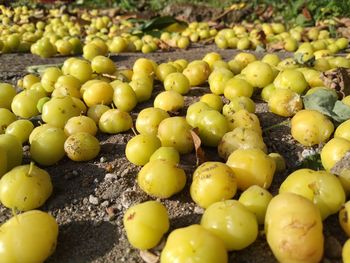 High angle view of fruits growing on field