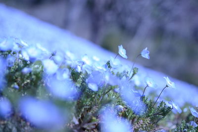 Close-up of purple flowering plant