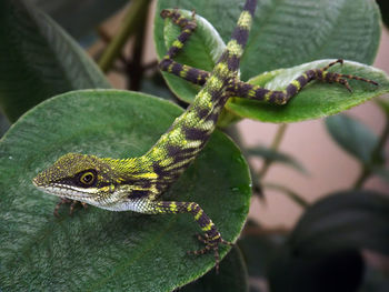 Close-up of lizard on leaves