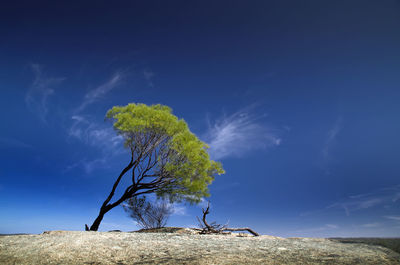 Close-up of tree against blue sky