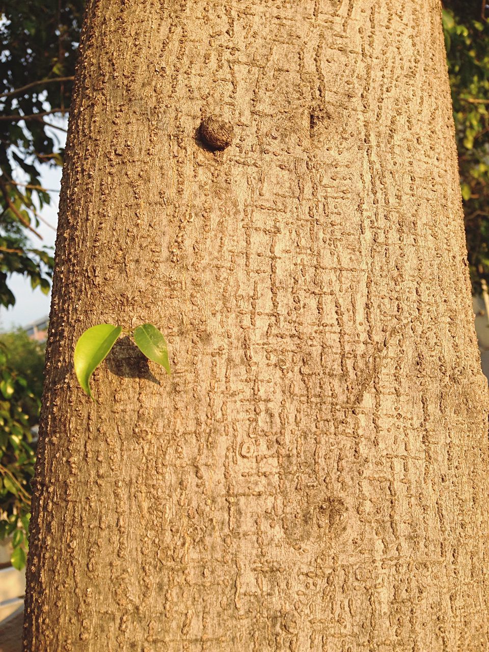 tree, tree trunk, textured, green color, day, close-up, growth, wood - material, outdoors, nature, no people, low angle view, sunlight, leaf, focus on foreground, branch, yellow, pattern, hanging, green