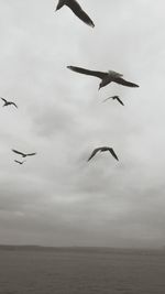 Bird flying over sea