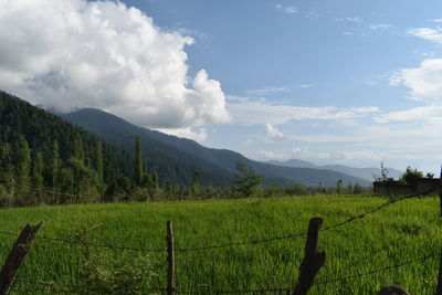View of paddy fields at kashmir valley, india. covered with beautiful green mountains.