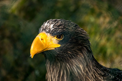 Close-up of eagle