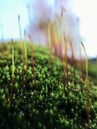 Close-up of fresh plants on field against sky