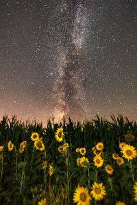 Scenic view of sunflower field against sky at night