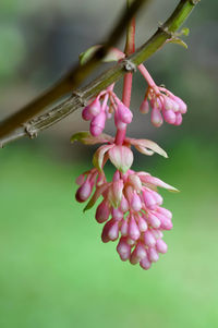 Close-up of pink flowering plant