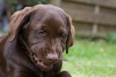 Close-up portrait of dog