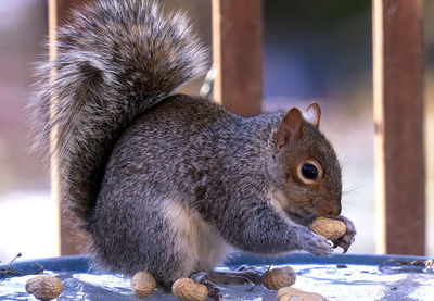 A squirrel arrives on the deck and finds peanuts