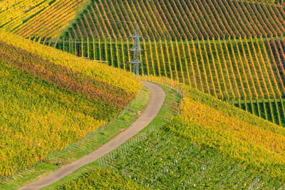 Vineyard at rotenberg germany near stuttgart.