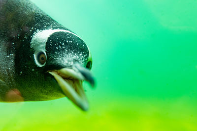 Close-up of fish swimming in sea