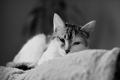 Close-up portrait of cat