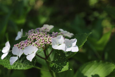 Close-up of white flowering plant