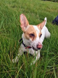 Dog lying on grass