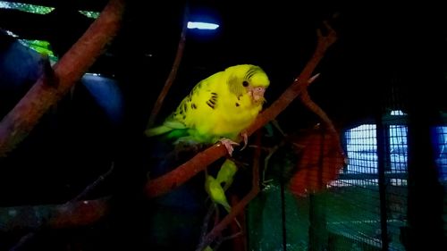 Close-up of parrot in cage