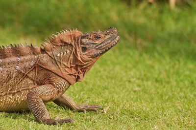 Close-up of lizard on land