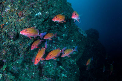 Fish swimming in sea