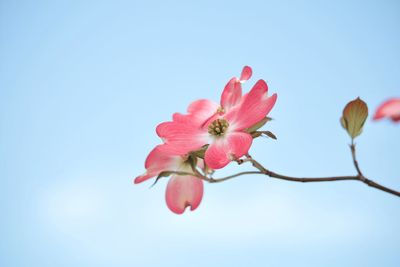 Low angle view of flower against clear sky