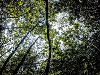 Low angle view of trees in forest