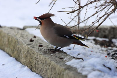 Close-up of bird perching on berries