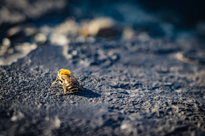 Close-up of bee on land