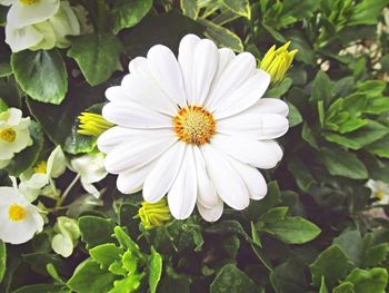 Close-up of white flowers blooming outdoors