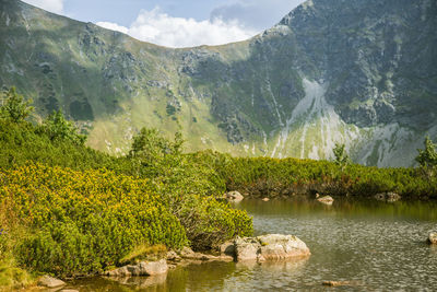 A beautiful summer landscape in mountains. natural scenery in mountains, national park. 